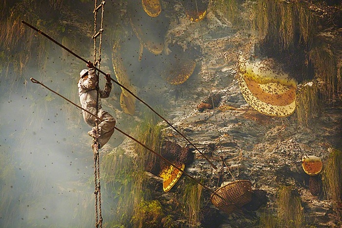 vanatorii de miere in Nepal
