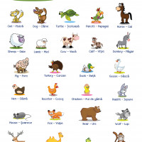 Animale in engleza