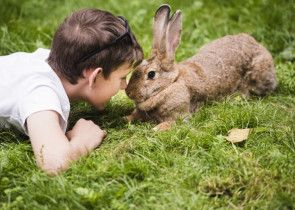 Compasiunea fata de animale