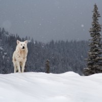 Desene cu Colt Alb, Colt Alb poveste