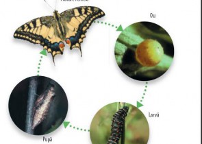 ce il poti invata pe copil despre fluturi