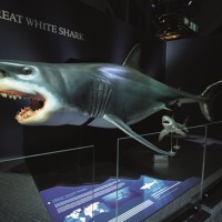 Grand Cosmos gazduieste pentru prima oara in Romania expozitia “Planet Shark – Pradator sau Prada” 